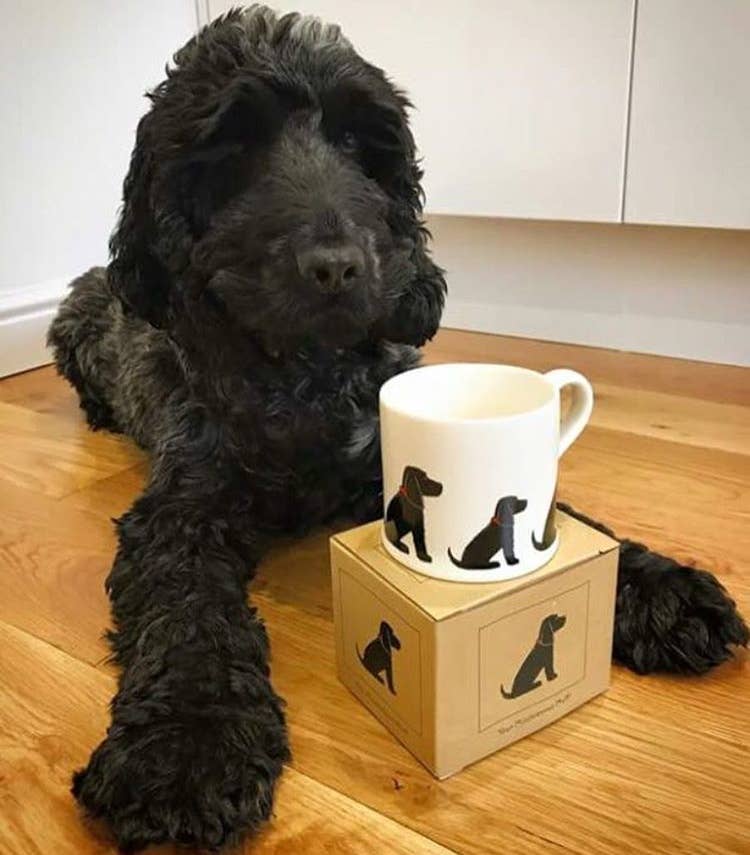 Mischievous Mutts Dog Mug - Cocker Spaniel (Black)
